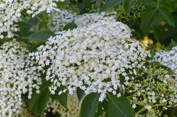 White Elderflower Botanical Plant — Stock Photo, Image