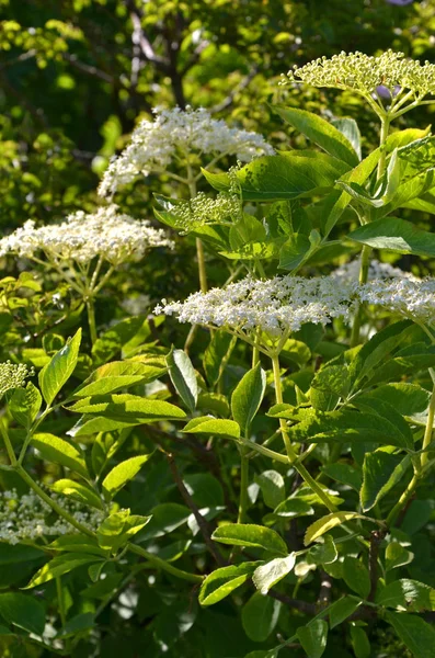 白色接骨木花 植物植物 — 图库照片