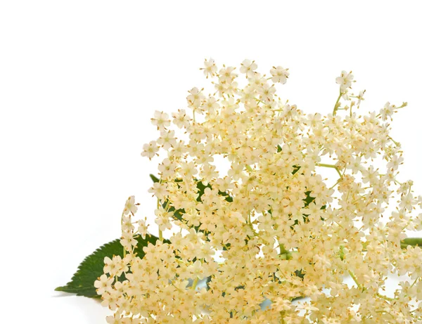 白い高齢者の花植物 — ストック写真