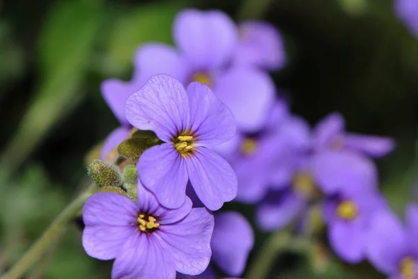 Smukke Blomster Blomster Koncept Baggrund - Stock-foto