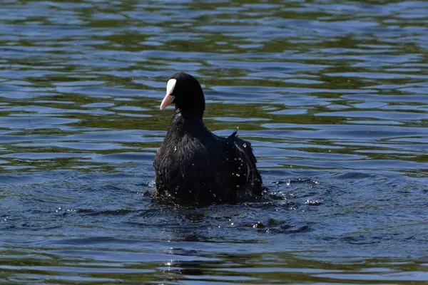 Vacker Utsikt Över Vacker Fågel Naturen — Stockfoto