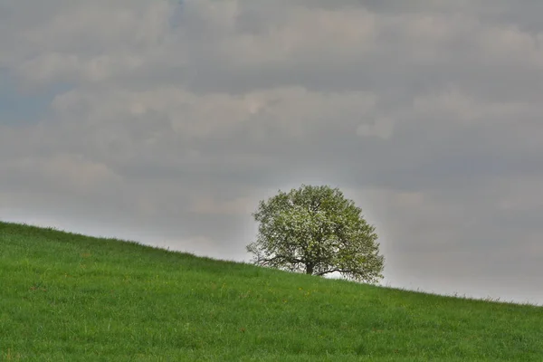 Bloeiende Appelboom Het Weiland — Stockfoto