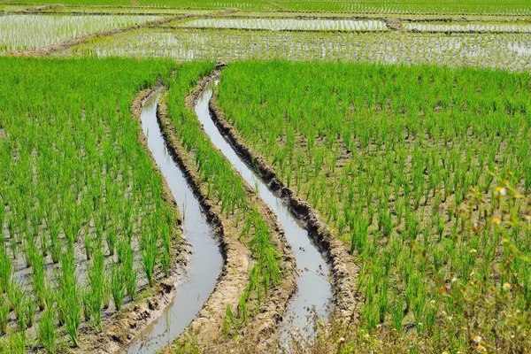 Paddy Rice Field Ταϊλάνδη — Φωτογραφία Αρχείου