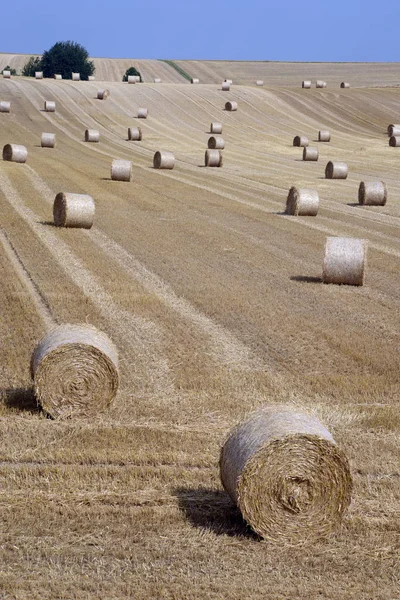 Kukoricamező Kilátása Mezőgazdasági Koncepció — Stock Fotó