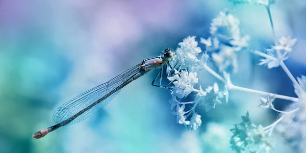 Libellen Insecten Flora Fauna — Stockfoto