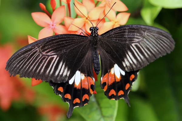 Gewöhnliche Mormonische Papilio Polyten — Stockfoto