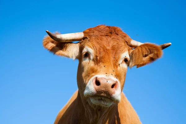Vaca Limosina Prado — Foto de Stock