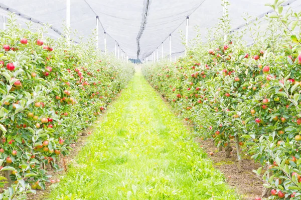 Appelboomgaard Met Hagelnetten — Stockfoto