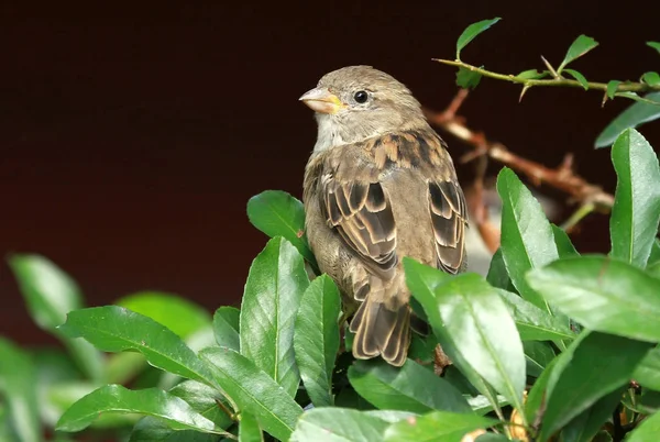 Vue Panoramique Mignon Oiseau Moineau — Photo