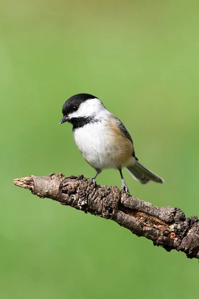 Siyah Başlıklı Chickadee Poecile Atricapilla Yeşil Arka Planlı Bir Levrek — Stok fotoğraf