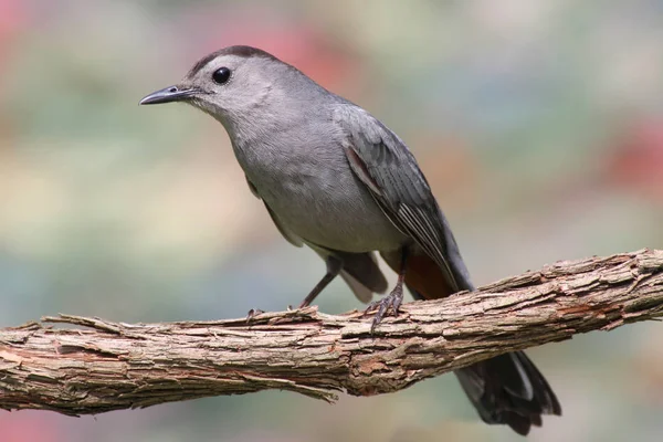 Gray Catbird Dumetella Carolinensis Barevným Pozadím — Stock fotografie