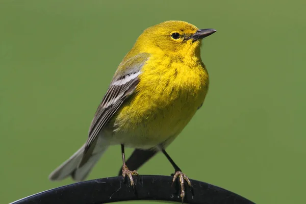 Scenic View Majestic Warbler Nature — Stock Photo, Image