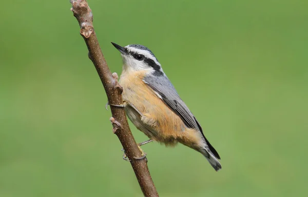 Red Breasted Nuthatch Sitta Canadensis Perch Green Background — Stock Photo, Image