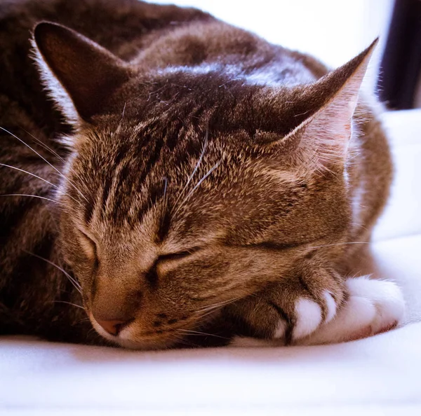 Кот Спящий Кресле — стоковое фото