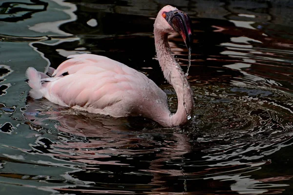 Lesser Flamingo Natural Bird Background — Stock Photo, Image