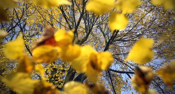 五彩缤纷的秋叶 秋天的树叶 — 图库照片
