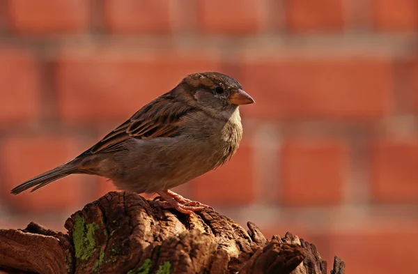 Vue Panoramique Mignon Oiseau Moineau — Photo