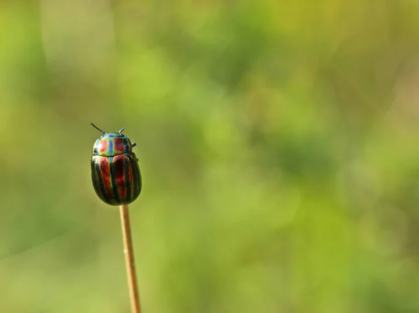 Final Del Dique Escarabajo Arco Iris Chrysolina Cerealis Sobre Hierba — Foto de Stock