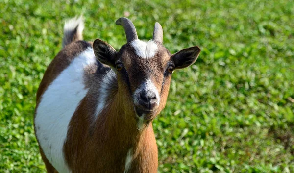 Landsliv Selektivt Fokus — Stockfoto