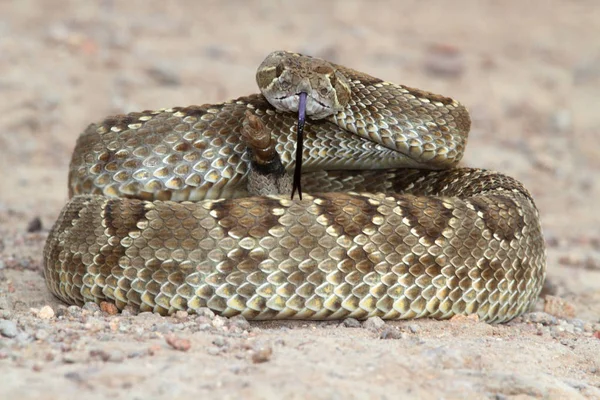 Serpente Sonagli Animale Serpente Velenoso — Foto Stock