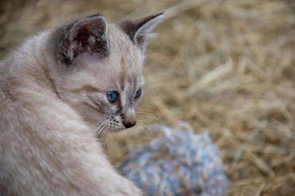 Portrait Cute Cat — Stock Photo, Image