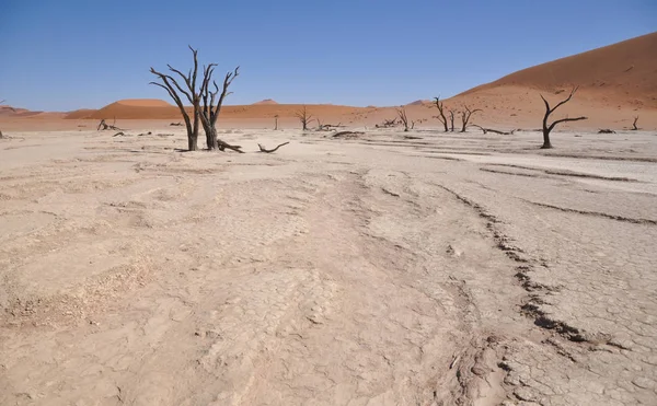 Panoramisch Uitzicht Duinen Selectieve Focus — Stockfoto