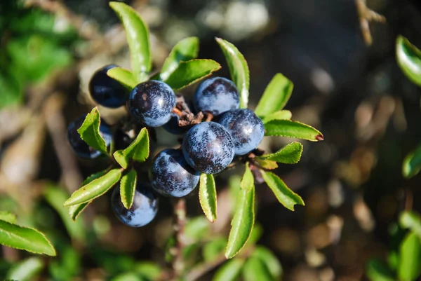 Blackthorn Bobule Větvičce Zelenými Listy — Stock fotografie