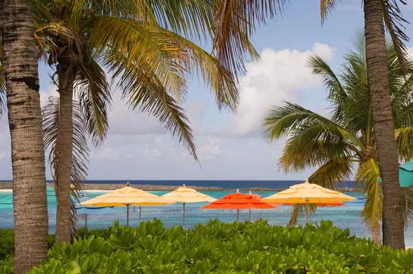 Tropisch Strand Met Palmbomen Stoelen — Stockfoto