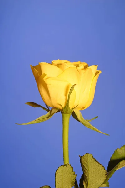 Rose Flower Bloom Individually Yellow Blue Background Yellow Rose Rose — стоковое фото
