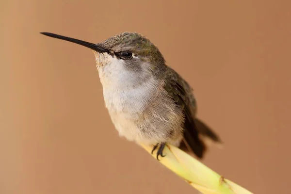 Scenic View Beautiful Hummingbird Bird — Stock Photo, Image