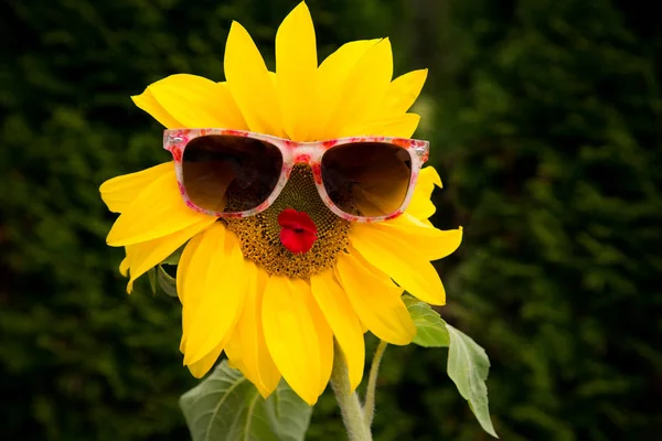 Gele Zonnebloemen Het Veld — Stockfoto