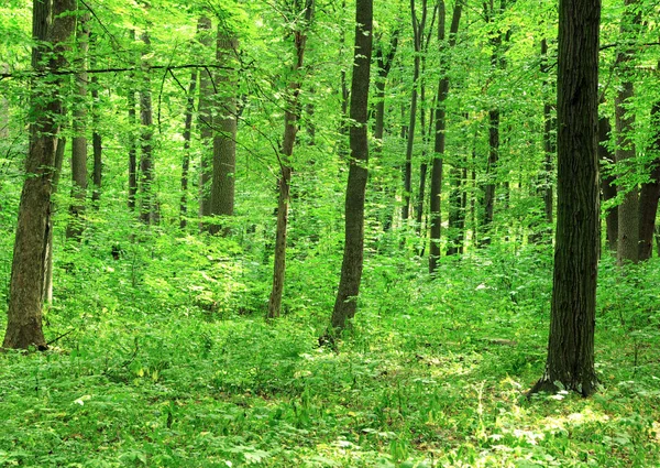 Bosbomen Natuur Groen Hout Achtergronden — Stockfoto