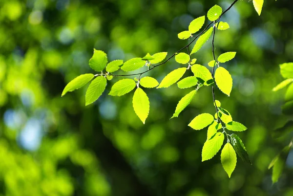 Весенняя Летняя Флора Зеленые Листья — стоковое фото