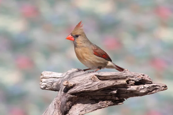 Cardinal Nordique Femelle Cardinalis Sur Une Branche Hiver — Photo