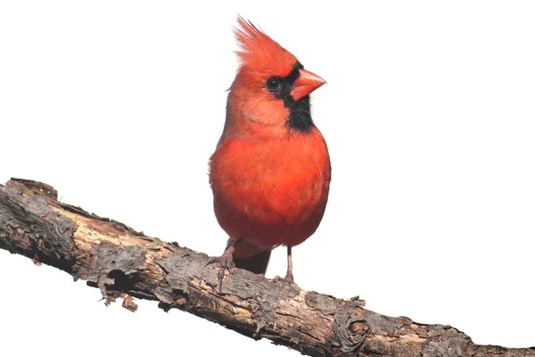 Cardinale Maschio Del Nord Cardinalis Isolato Sfondo Bianco — Foto Stock