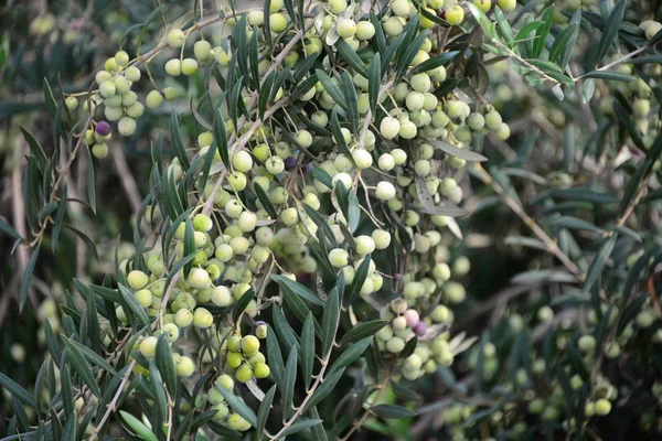 Olivenbaum Bei Spanien — Stockfoto