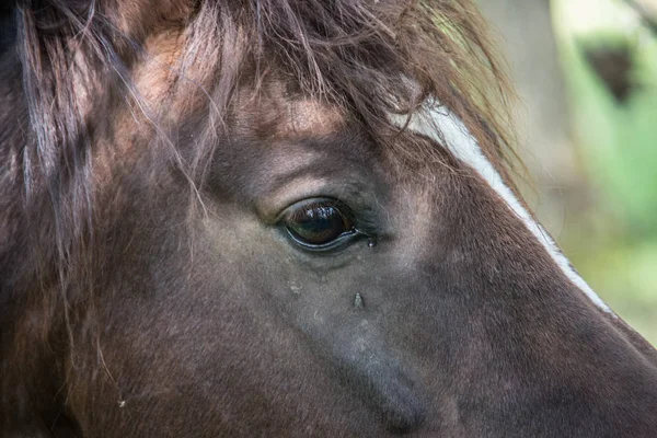 Caballo Pastoreo —  Fotos de Stock