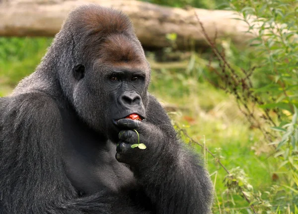 Primer Plano Los Animales Zoológico — Foto de Stock