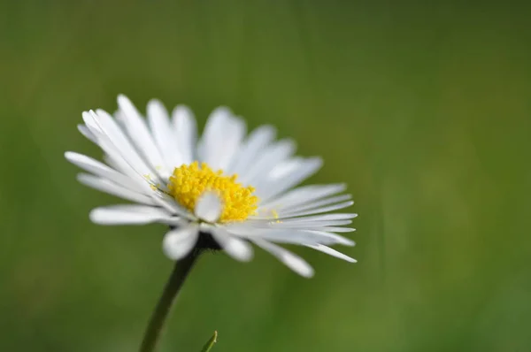 Close Van Mooie Zomerbloemen — Stockfoto