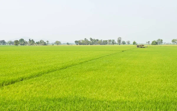 Paisagem Campo Arroz Com Névoa — Fotografia de Stock