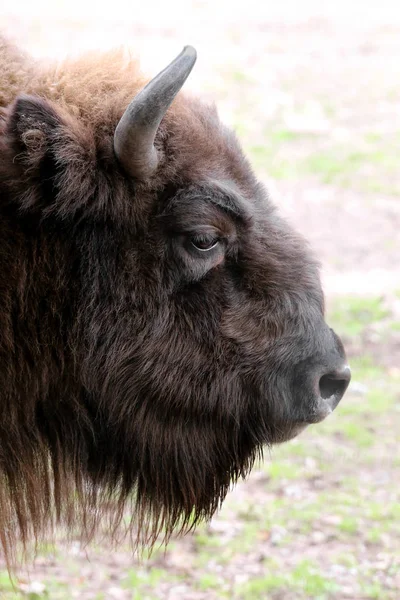 Wisent Oder Europäischer Bison Bison Bonasus — Stockfoto