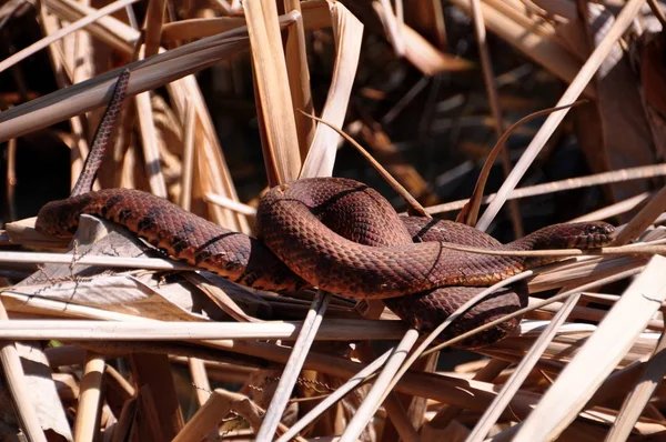 Serpiente Animal Reptil Carnívoro —  Fotos de Stock