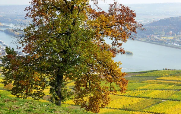 Autumn Rhine River Germany — Stock Photo, Image