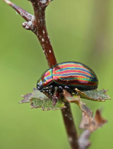 Escarabajo Arco Iris Crisolina Cerealis Espina Dorsal — Foto de Stock