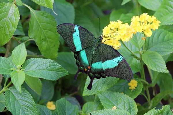 Neon Kırlangıç Papilio Palinurus — Stok fotoğraf