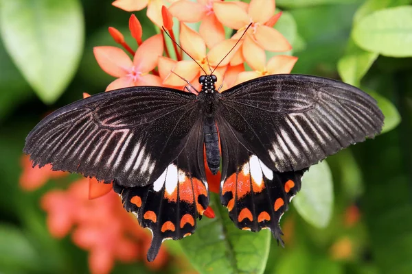 Μεγάλη Mormon Papilio Memnon — Φωτογραφία Αρχείου