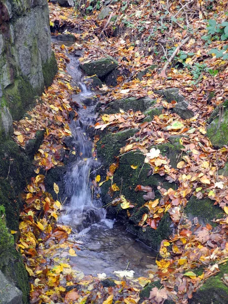 Бах Осенние Листья Осень Листва Осень Лист Листья Цветной Лес — стоковое фото