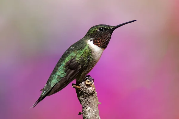 Male Ruby Throated Hummingbird Archilochus Colubris Colorful Background — Stock Photo, Image