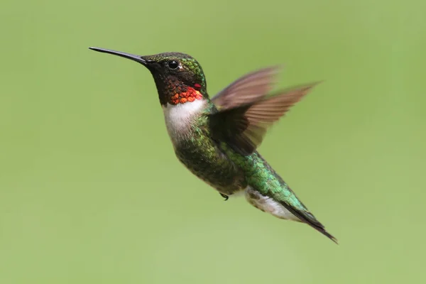 Ruby Throated Hummingbird Archilochus Colubris Flygning Med Grön Bakgrund — Stockfoto