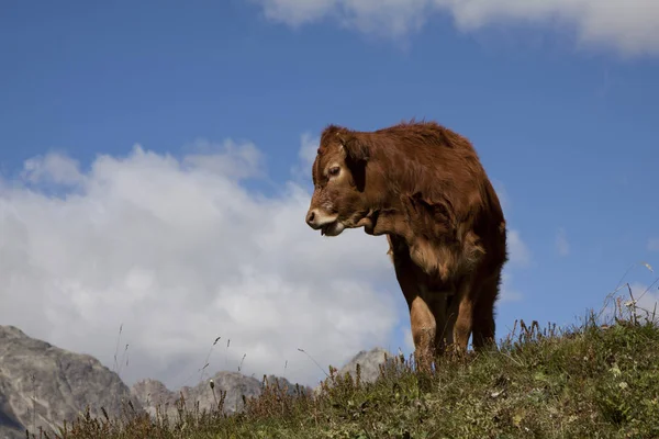 山中的小牛犊 — 图库照片